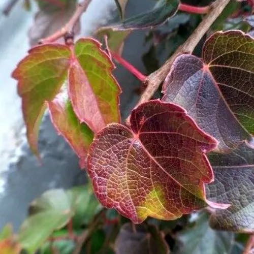 ツタ（蔦） (Parthenocissus tricuspidata)-i