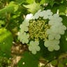 ツルアジサイ（蔓紫陽花） (Hydrangea petiolaris)-i