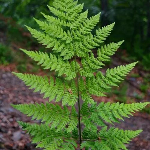 シラネワラビ（白根蕨） (Dryopteris expansa)-i