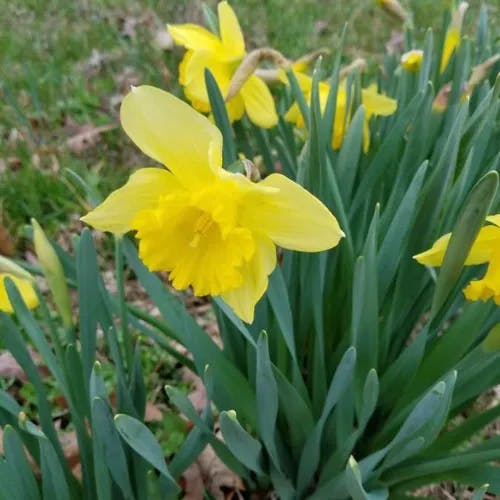 ラッパズイセン（喇叭水仙） (Narcissus pseudonarcissus)-i