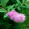 Steeplebush (Spiraea douglasii)-i