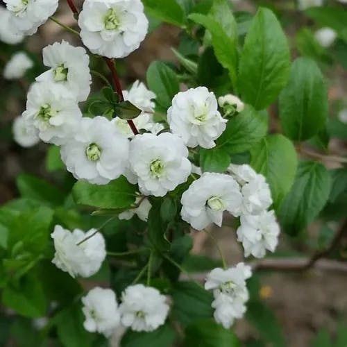 Reeve's spiraea (Spiraea cantoniensis)-i