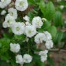 コデマリ（小手毬） (Spiraea cantoniensis)-i