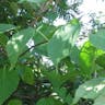 シマサルナシ（島猿梨） (Actinidia rufa)-i