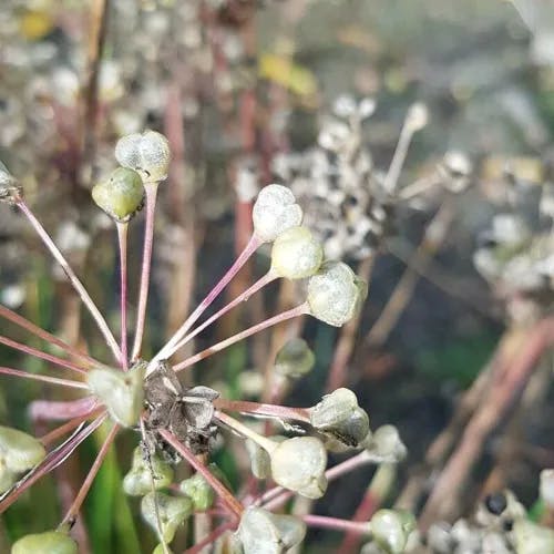 ニラ（韮） (Allium tuberosum)-i
