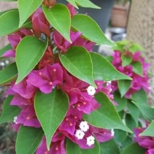 ブーゲンビレア (Bougainvillea spectabilis)-i