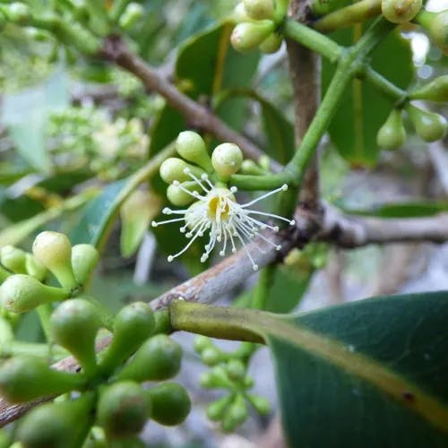 ムラサキフトモモ（紫蒲桃） (Syzygium cumini)-i