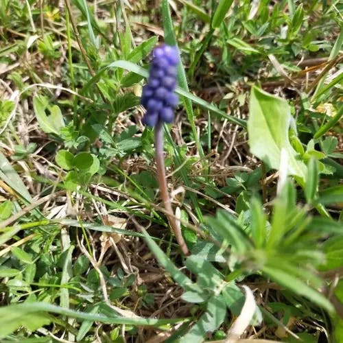 ルリムスカリ（瑠璃ムスカリ） (Muscari botryoides)-i