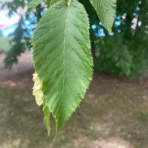 American hop-hornbeam (Ostrya virginiana)-i