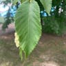 American hop-hornbeam (Ostrya virginiana)-i