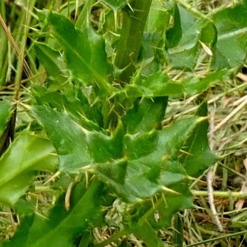 セイヨウトゲアザミ（西洋刺薊） (Cirsium arvense)-i