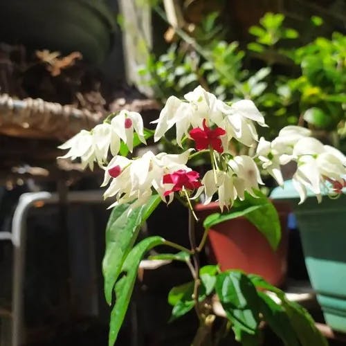 ゲンペイカズラ（源平葛） (Clerodendrum thomsoniae)-i