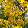 Rambling cassia (Senna bicapsularis)-i