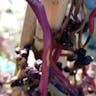 ツルムラサキ（蔓紫） (Basella alba)-i