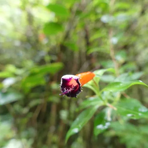 Cigar flower (Cuphea ignea)-i