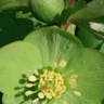 アサギフユボタン (Helleborus viridis)-i