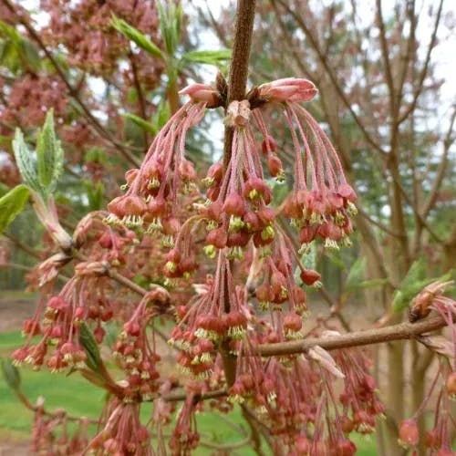 カジカエデ（梶楓） (Acer diabolicum)-i