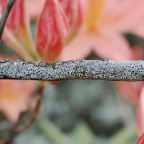 トウレンゲツツジ（唐蓮華躑躅） (Rhododendron molle)-i