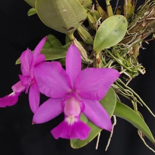 walker's cattleya (Cattleya walkeriana)-i