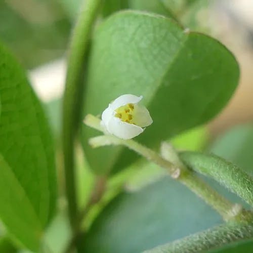 アオツヅラフジ（青葛藤） (Cocculus orbiculatus)-i