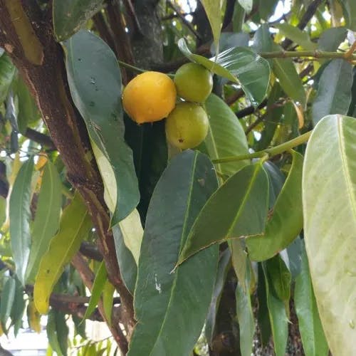 Eggtree (Garcinia dulcis)-i