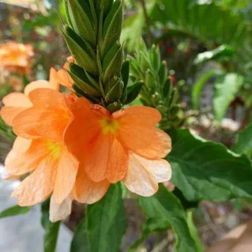 Firecracker-flower (Crossandra infundibuliformis)-i