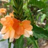 Firecracker-flower (Crossandra infundibuliformis)-i