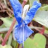 Commelina (Commelina tuberosa)-i