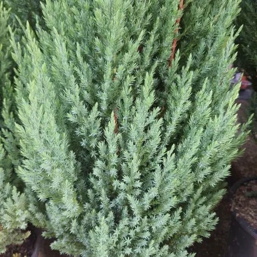 イブキ（伊吹） (Juniperus chinensis)-i