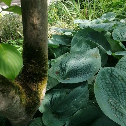 Giant dogwood (Cornus controversa)-i