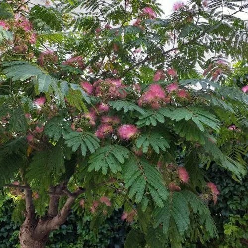 ネムノキ（合歓木） (Albizia julibrissin)-i