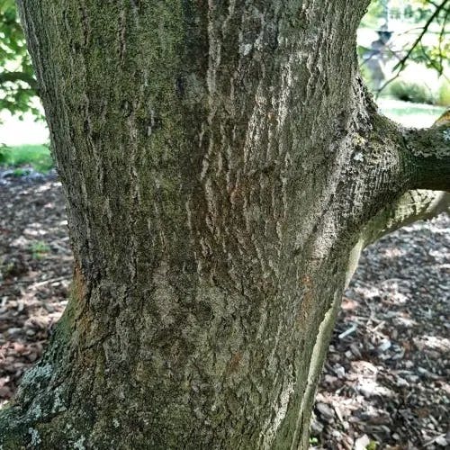 Bear oak (Quercus ilicifolia)-i