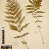 メシダ (Athyrium filix-foemina)-i