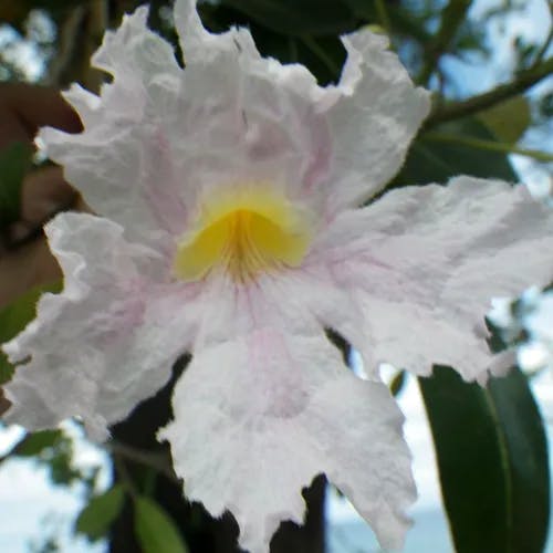 モモイロノウゼン（桃色凌霄花） (Tabebuia pallida)-i