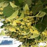 フユボダイジュ（冬菩提樹） (Tilia cordata)-i