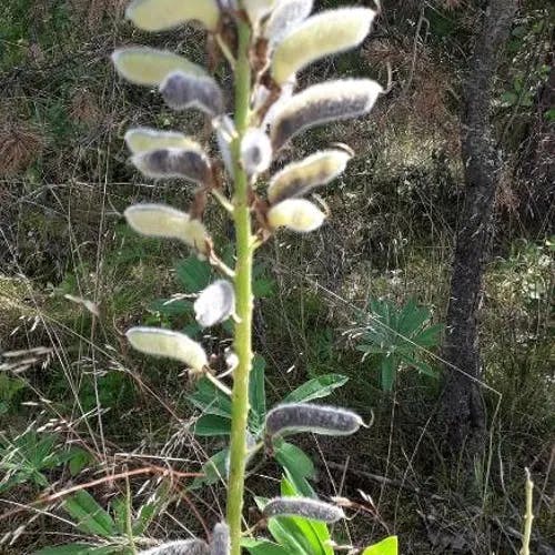 ルピナス (Lupinus polyphyllus)-i