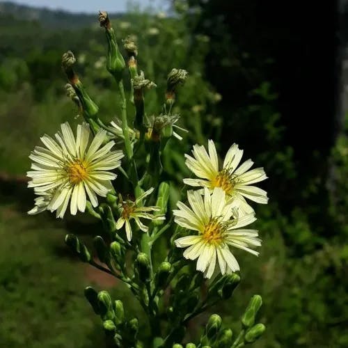 アキノノゲシ（秋野芥子） (Lactuca indica)-i