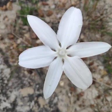 Mexican-star