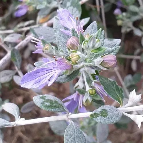 Shrubby germander (Teucrium fruticans)-i