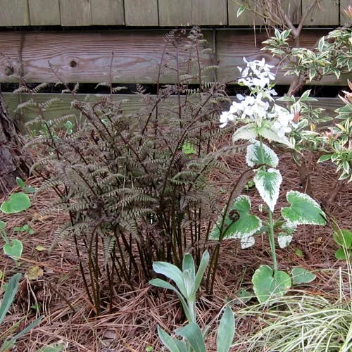 ヒゴクサ（肥後草） (Carex japonica)-i