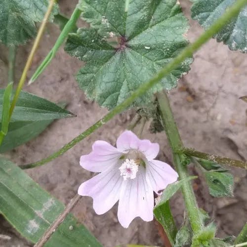 ゼニバアオイ（銭葉葵） (Malva neglecta)-i