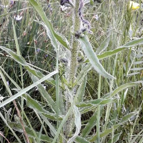 シベナガムラサキ（蕊長紫） (Echium vulgare)-i