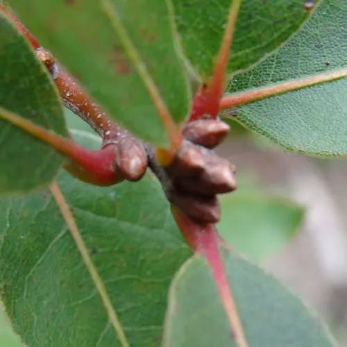 Sand live oak (Quercus geminata)-i