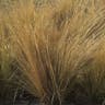 Needle grass (Stipa lessingiana)-i