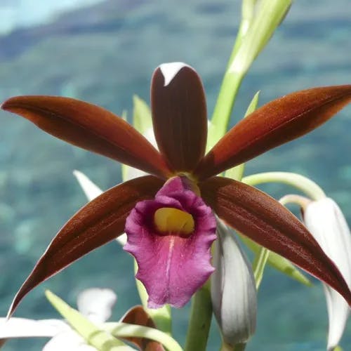 カクチョウラン（鶴頂蘭） (Phaius tankervilleae)-i