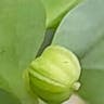 Radium-plant (Euphorbia peplus)-i