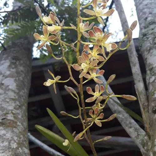 Florida butterfly orchid (Encyclia tampensis)-i