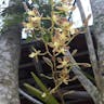 Florida butterfly orchid (Encyclia tampensis)-i