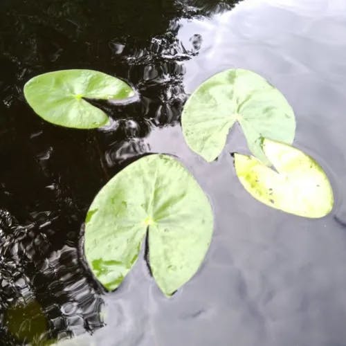 Pygmy water-lily (Nymphaea tetragona)-i