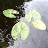 Pygmy water-lily (Nymphaea tetragona)-i